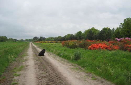 Dollhouse Modern Retreat - Foto 52