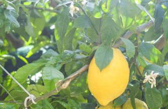 Holiday House Ruocco - Foto 6