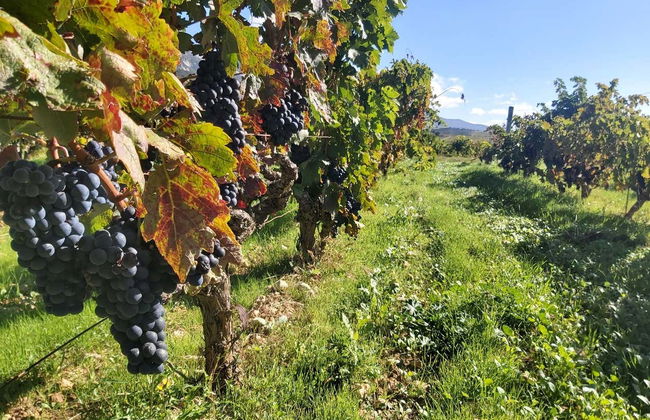 Visite des caves J.F. Iradier - Photo 6