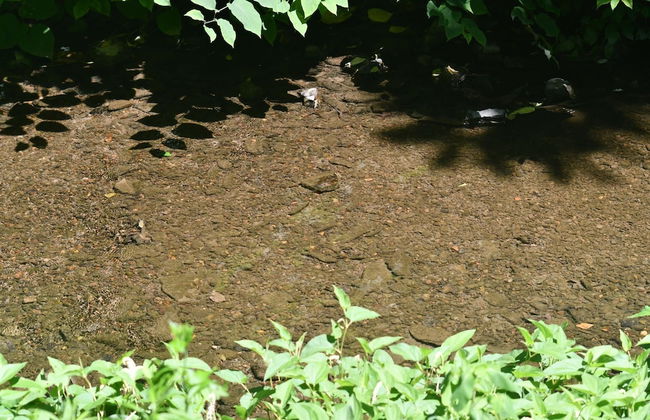 Fleur de Lis - A Knightly Abode! - Foto 31