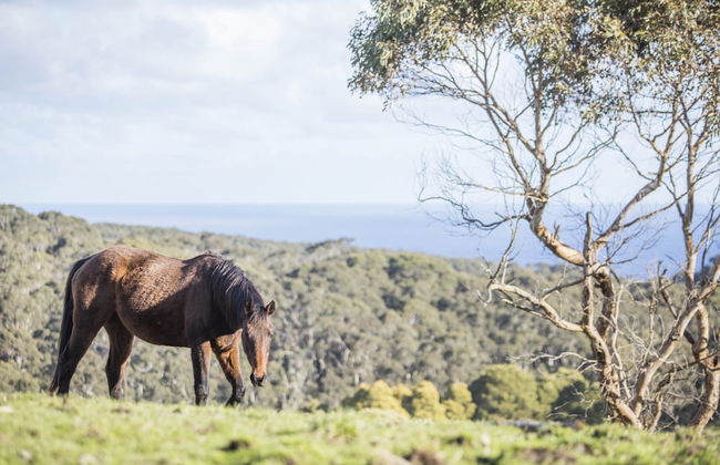 Alkina Lodge - Foto 36