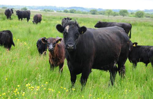 Bryn Isaf Tregaron - Foto 19