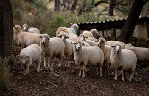 Tambor Del Llano - Foto 47