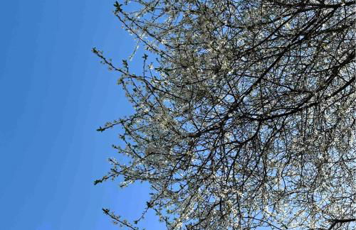 Greenacre Lodge - cosy, dog-friendly rural home with private garden - Foto 40