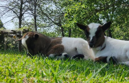 Quinta Padre Lobo - Foto 71