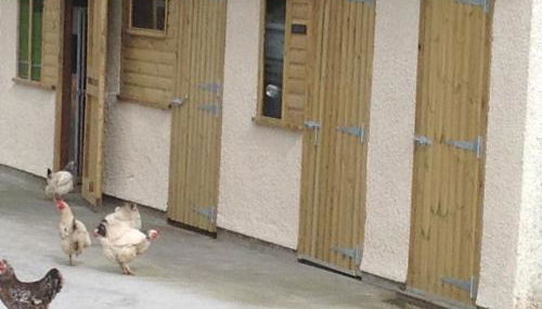 The Little cow shed - Foto 3