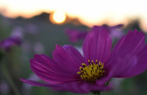 Natur - Quinta Nª Srª da Conceição - T4 - Golegã - Foto 27