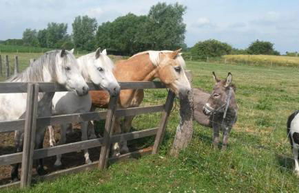 Ferienhof Stobbe - Foto 14