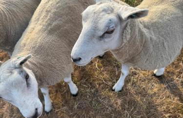 Apple Blues Farm - Foto 10