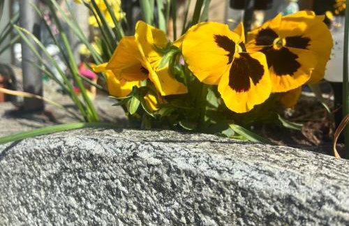 Il gatto e la volpe 1 - Foto 47