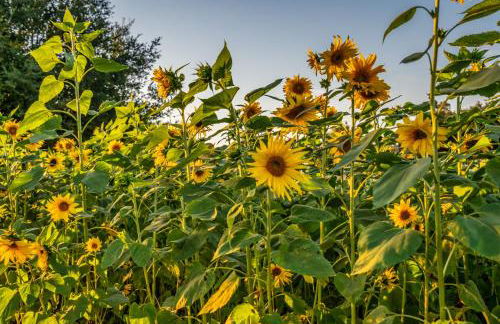 Foxen Canyon Retreat by Paradise Retreats - Foto 34