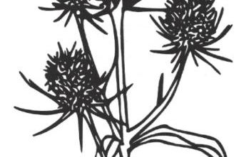 Bauernhof Diestel - Foto 8