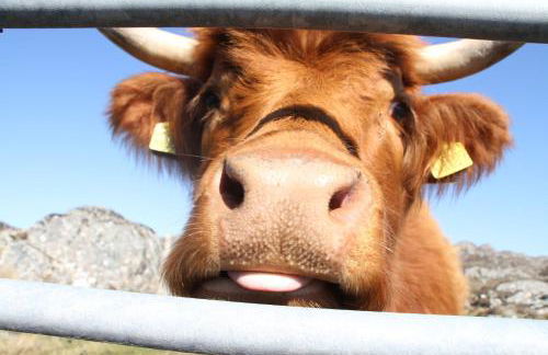 Myrtle Cottage - Foto 18