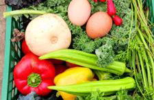 Casa L&M - Refúgio com Horta Biológica Certificada - Foto 48