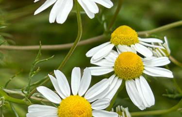 Ferienwohnung, Schlafzimmer 2 - Foto 33