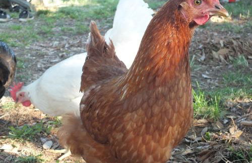 Agriturismo La Villetta - Foto 26