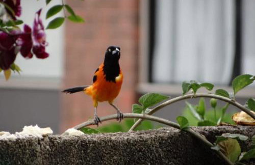 Passarinhada Hospedagem - Foto 71