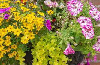 Grapevine Getaway - Foto 25