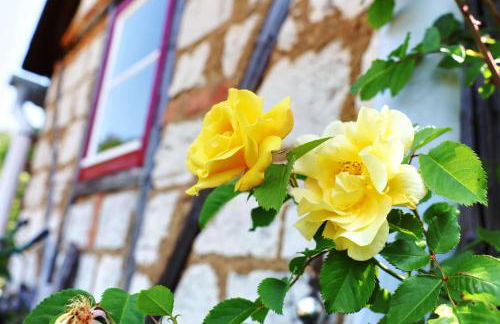 Haus im Grünen - Foto 13