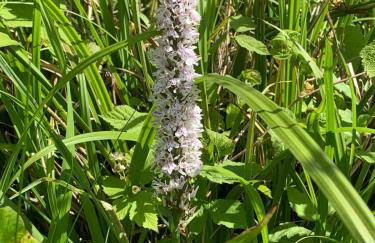 Entire flat 2 to 4 pers 1 bed 1 bath disabled access for limited disability - Foto 30