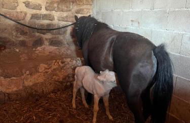 Cabañas Buenache - Foto 10