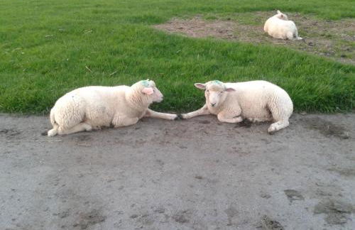 Best of Kollmar - Apartment mit Terrasse für 2 Personen absolut ruhig - Foto 24