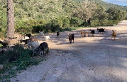 VILLA LE CORAIL ROUGE CORSE - Foto 53