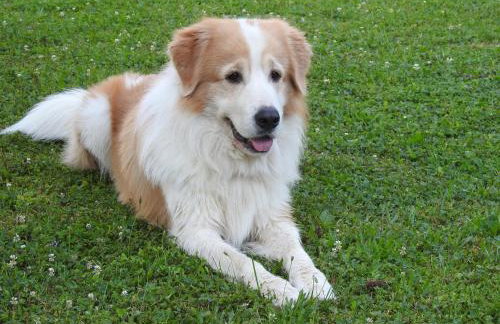 Apartment Villa Zizzy - Foto 33