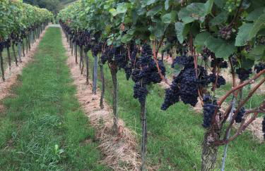 Holiday Apartment Bombach - Foto 9