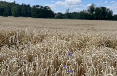 Historische Mühle am Schloss - Foto 45