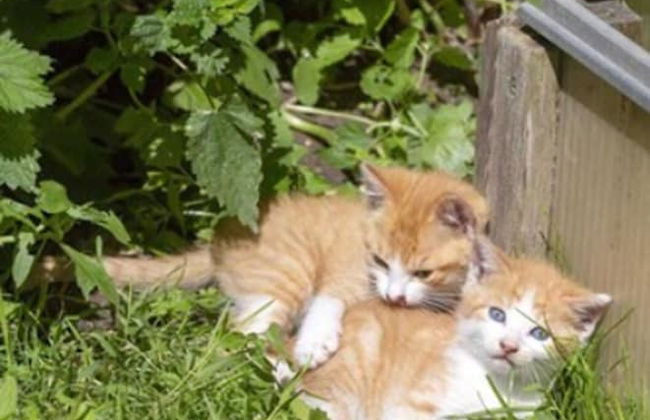 Zaißlhäusl Hof Ferienwohnungen - Photo 39