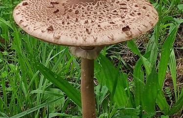 Casa do Alto (top floor apartment) - Foto 63