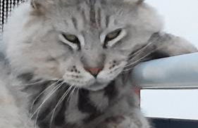 Gecko Pego Longo - Foto 15