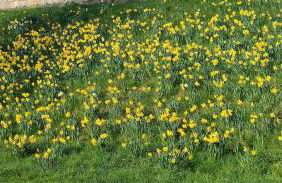 Victorian Farrar Cottage - Foto 50