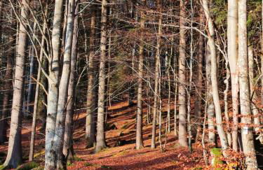 Inser Hof - Hüttenleben Bayern - Foto 34