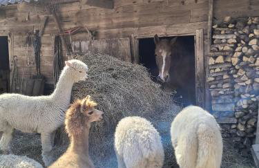Gospodarstwo agroturystyczne alpaki Pituchówka - Foto 23