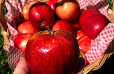 Chalé Alqualondë -Chácara Valfenda - Foto 27