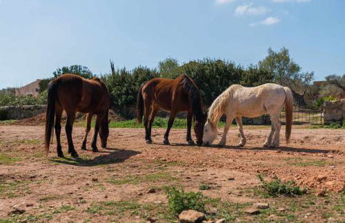Agroturismo Sa Canoveta - Photo 34