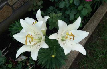 Villa Anna - Foto 30