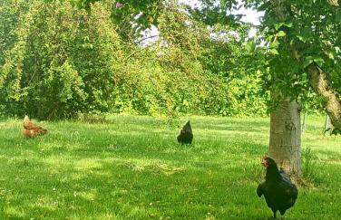 Agriturismo Carne Sicura - Foto 7