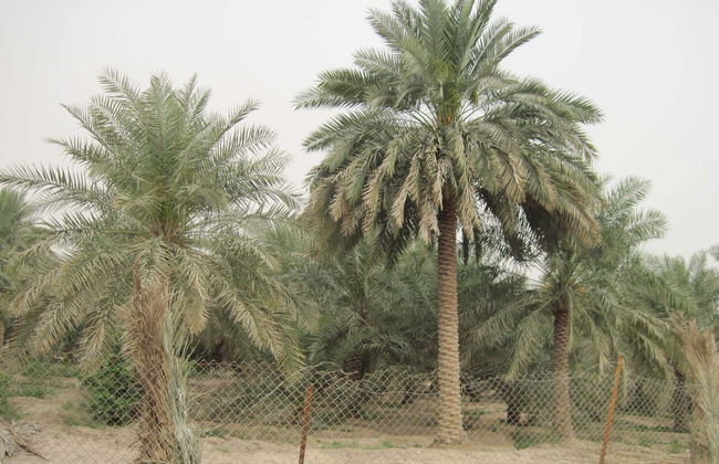 Desert Safari y visita a una granja de camellos - Foto 6