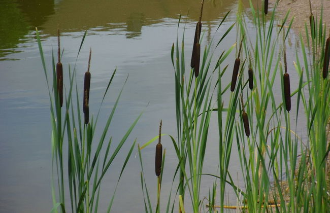 Apartment Straßbourg - Europapark - Foto 26