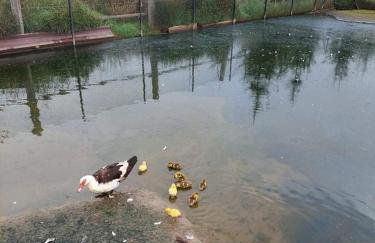 Pensjonat Przy Stajni - Foto 7