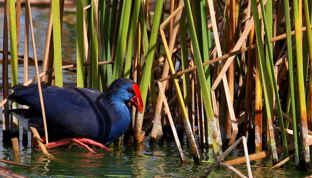 Medio día de observación de aves alrededor de Faro - Foto 2, Sultana talève