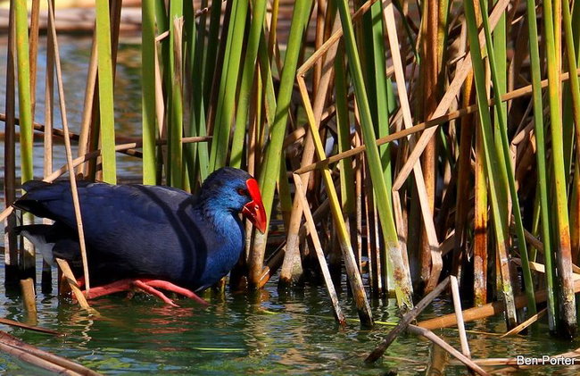 Medio día de observación de aves alrededor de Faro - Foto 2