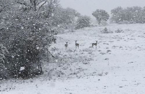 Spacious Cottage Rental for Group Getaway on Ranch near Dallas, Texas - Foto 40