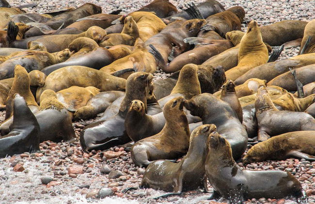 Excursión a Ica y Huacachina + Islas Ballestas - Foto 1