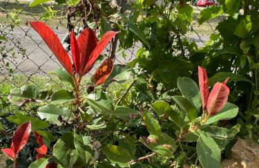 Gite Vigne - stay on a vineyard, overlooking the vines in this 2 bedroomed gite - Foto 21