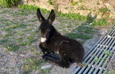 Casa dos Macieis - Entire Main House, Entire Guesthouse or Separate Wing of Main House - Camino Santiago direct access & Optional Agritourism - Foto 26
