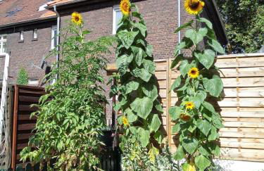 Big House in Duisburg - maximal 6 Persons with Garden - Foto 22